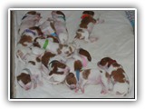 12 Days Old