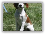innis (72)