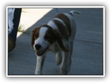 innis (74)