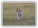 innis (86)