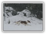 innis 2-26-2011 (2)