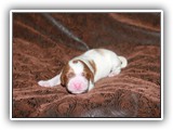 Karma 07-18-2016 Diamond Girl (3)