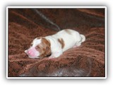 Karma 07-18-2016 Diamond Girl (4)