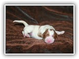 Karma 07-18-2016 Diamond Girl (5)