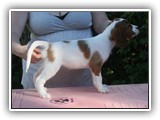 karma diamond 09-10-2016 (20)