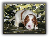 karma litter 08-03-2016 diamond girl (11)