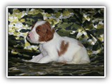 karma litter 08-03-2016 diamond girl (2)