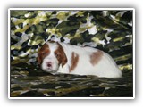 karma litter 08-03-2016 diamond girl (3)