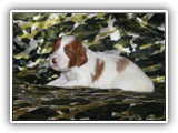 karma litter 08-03-2016 diamond girl (5)