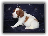 karma litter 08-09-2016 diamond girl (25)