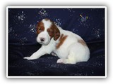 karma litter 08-09-2016 diamond girl (26)