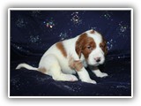 karma litter 08-09-2016 diamond girl (27)