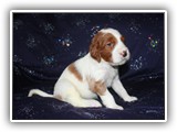 karma litter 08-09-2016 diamond girl (28)