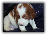 karma litter 08-09-2016 diamond girl (29)