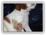karma litter 08-09-2016 diamond girl (30)