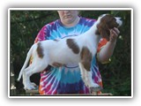 karma litter 10-1-2016 diamond girl (2)