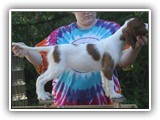 karma litter 10-1-2016 diamond girl (3)