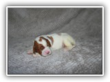 karma litter 7-26-2016 diamond girl (2)