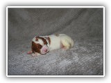 karma litter 7-26-2016 diamond girl (3)