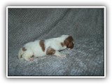 karma litter 7-26-2016 diamond girl (5)