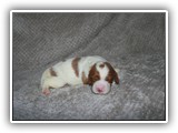 karma litter 7-26-2016 diamond girl (6)