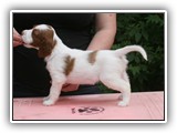 karma litter 8-18-2016 diamond girl (1)