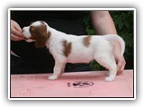 karma litter 8-18-2016 diamond girl (2)