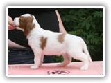 karma litter 8-18-2016 diamond girl (3)