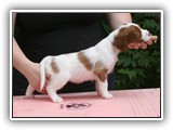 karma litter 8-18-2016 diamond girl (4)
