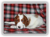 karma litter 8-20-2016 diamond girl (17)
