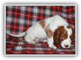 karma litter 8-20-2016 diamond girl (18)