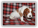 karma litter 8-20-2016 diamond girl (19)