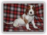 karma litter 8-20-2016 diamond girl (20)