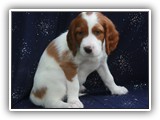 karma litter 8-30-2016 diamond (21)