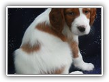 karma litter 8-30-2016 diamond (23)