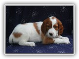 karma litter 8-30-2016 diamond (3)