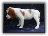 karma litter 8-30-2016 diamond (32)