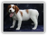 karma litter 8-30-2016 diamond (39)