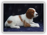 karma litter 8-30-2016 diamond (9)