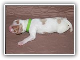 limeboy (2)