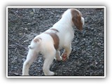 pop litter 1-3-2014 lilac girl (1)