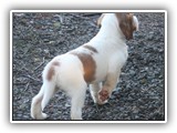 pop litter 1-3-2014 lilac girl (2)