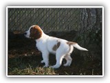 pop litter 1-3-2014 lilac girl (3)