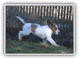 pop litter 1-3-2014 lilac girl (4)