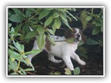 pop litter 1-3-2014 lilac girl (5)
