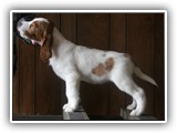 pop litter 1-5-2014 lilac girl (1)