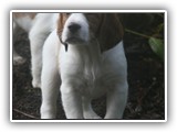 pop litter 1-5-2014 lilac girl (10)