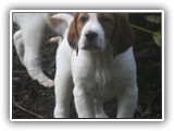 pop litter 1-5-2014 lilac girl (11)