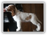 pop litter 1-5-2014 lilac girl (2)
