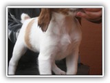 pop litter 1-5-2014 lilac girl (3)